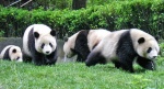 Google пусна Panda 4.0